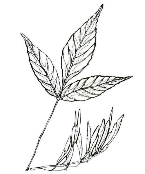 Лист ясеня раскраска