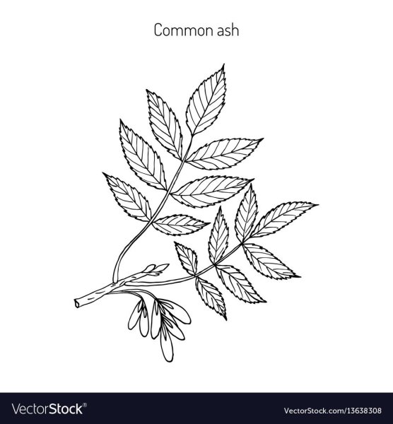 Листья деревьев ясень раскраска