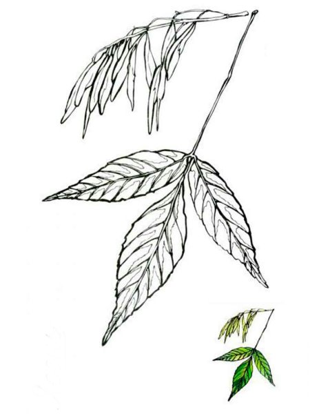 Лист ясеня трафарет