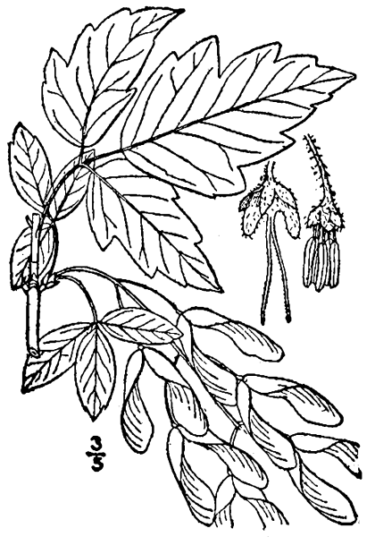 Клен ясенелистный лист