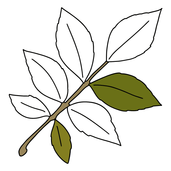 Лист ясеня раскраска