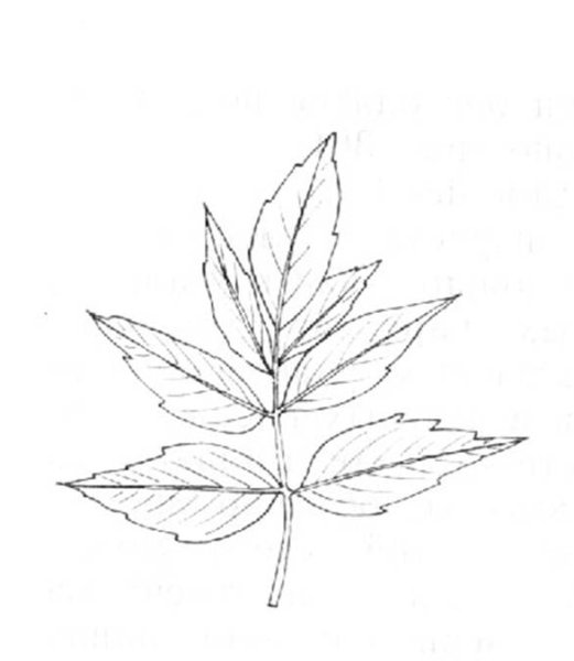 Клен ясенелистный лист