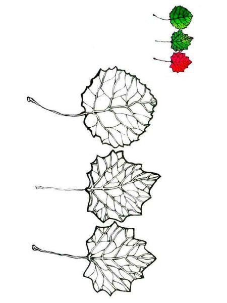 Лист осины раскраска