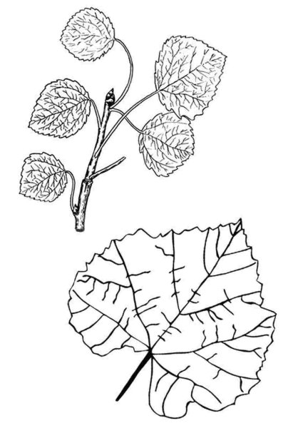 Лист осины рисунок