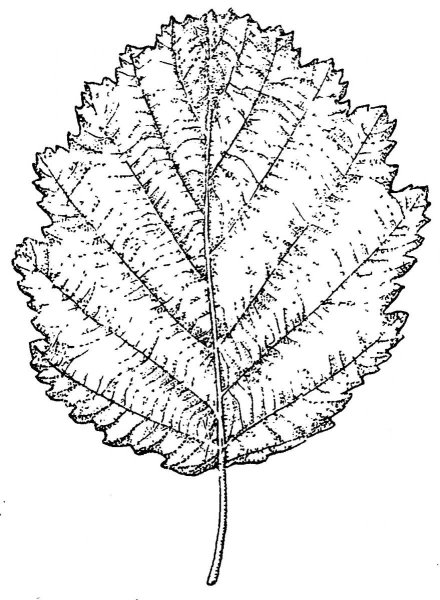 Лист ольхи форма листа