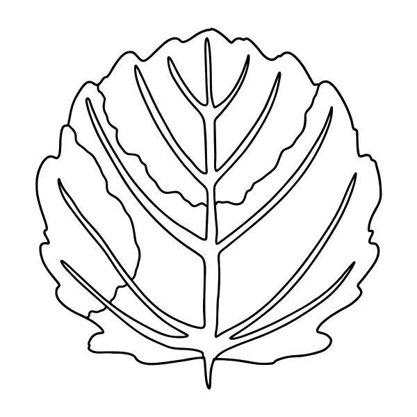 Раскраска осина дерево с листьями