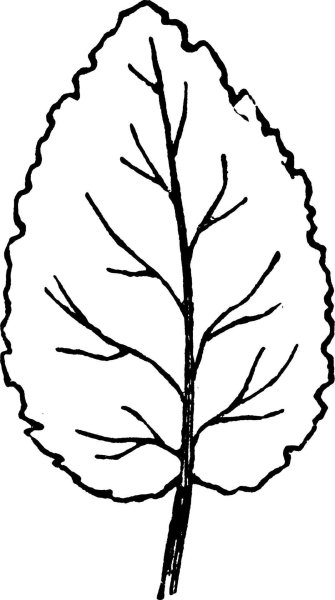 Лист тополя трафарет