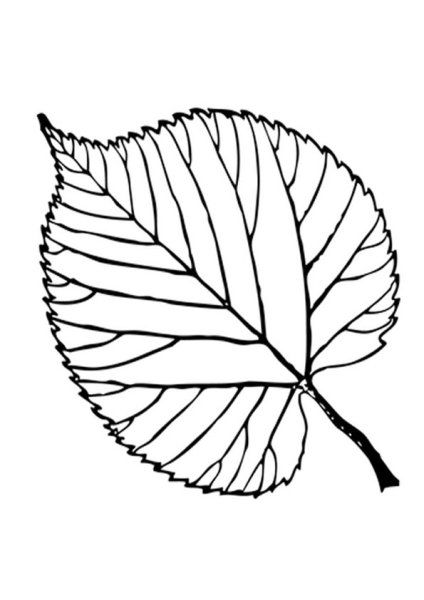 Лист осины для раскрашивания