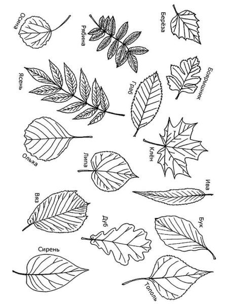 Листья разных деревьев