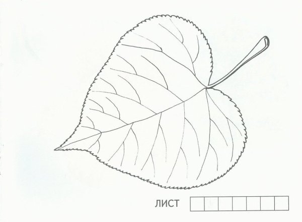 Нарисовать лист липы