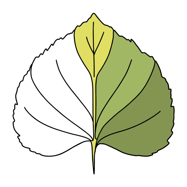 Листочки липы раскраска