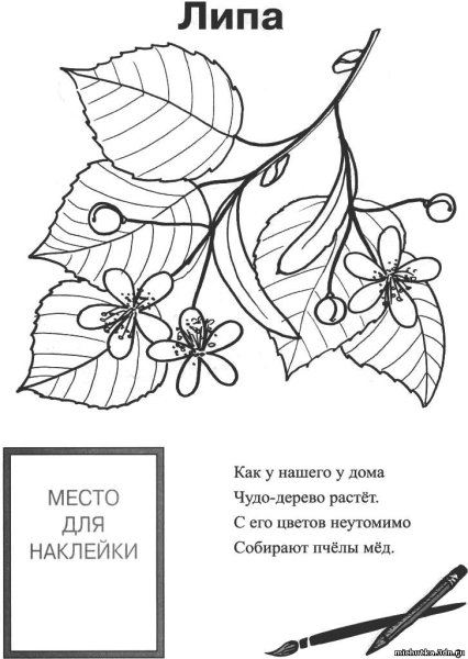 Цветки липы раскраска