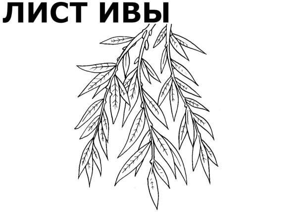 Раскраска листья деревьев для детей с названиями