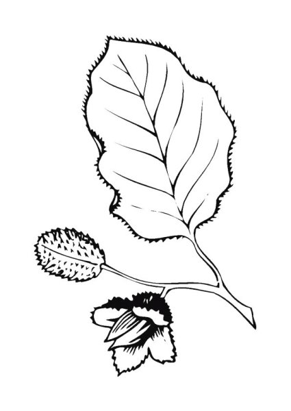 Лист липы для раскрашивания