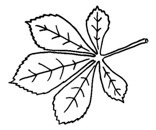 Лист каштана трафарет