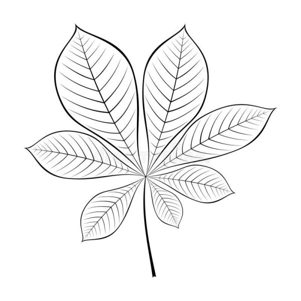 Лист каштана контур