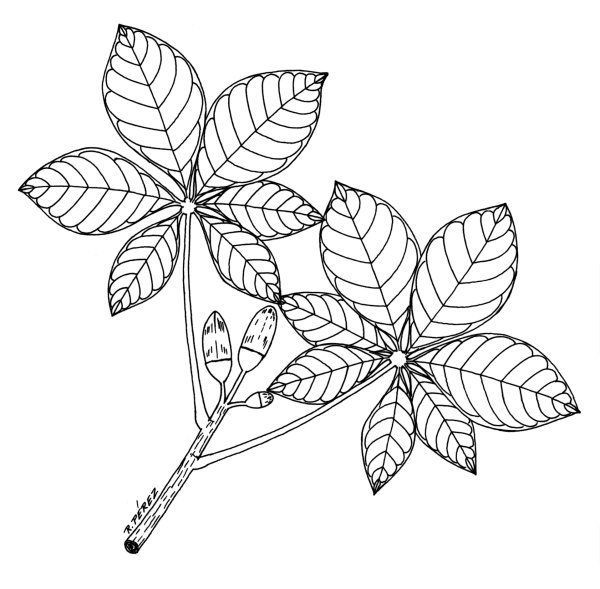 Лист каштана