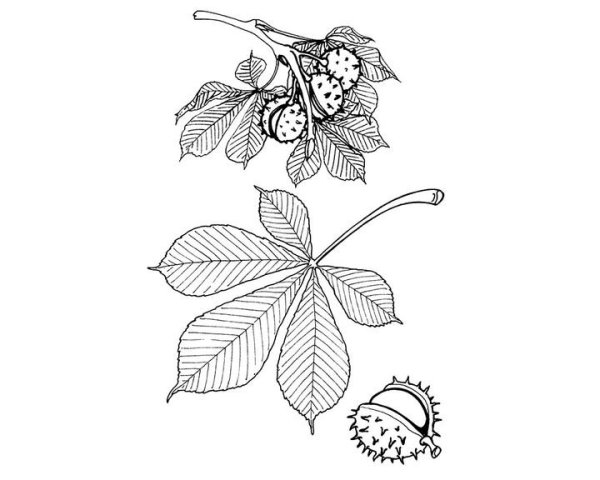 Лист каштана