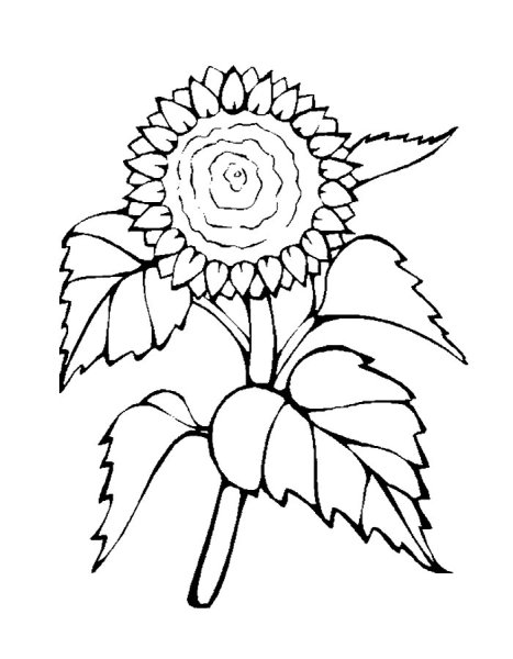 Раскраска подсолнух для детей 3-4 лет