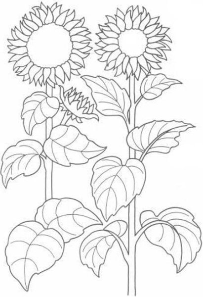 Раскраска поле подсолнухов для распечатки