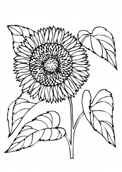 Подсолнечник раскраска