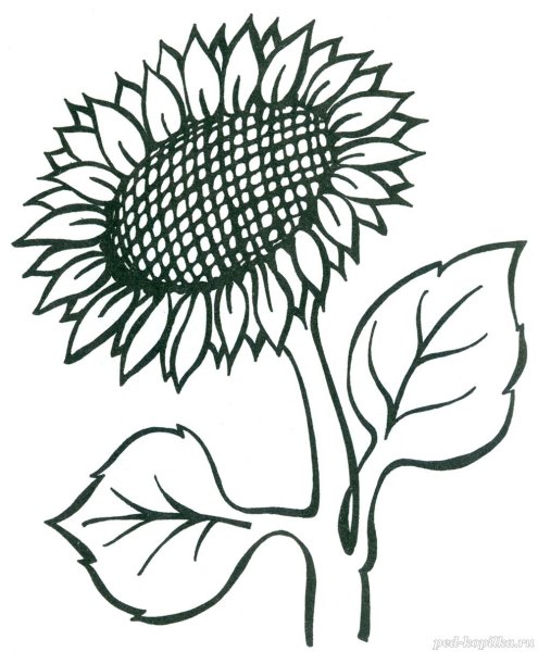 Раскраски для детей