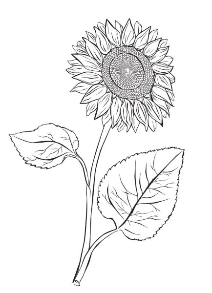 Подсолнух рисунок