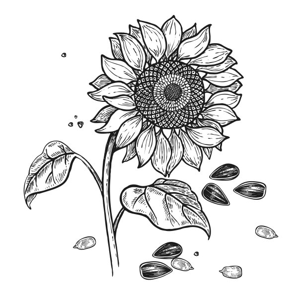 Раскраска подсолнух с семечками