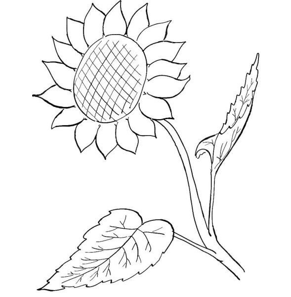 Подсолнух раскраска для детей 2-3 лет