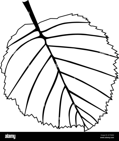 Раскраска листьев ольхи