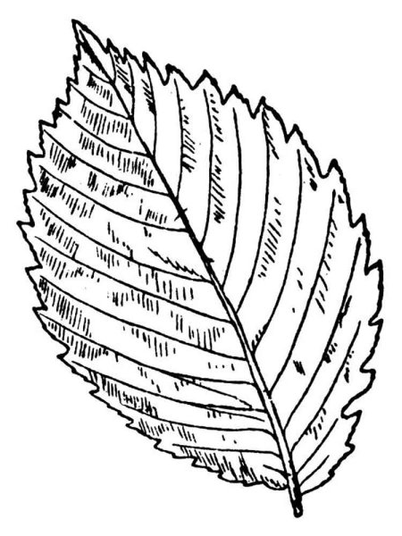Листья раскраска