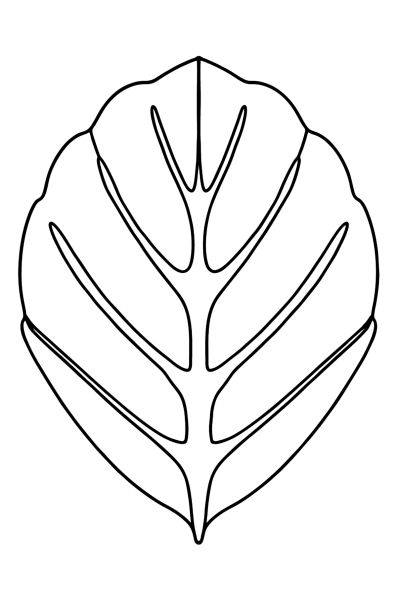 Лист ольхи рисунок