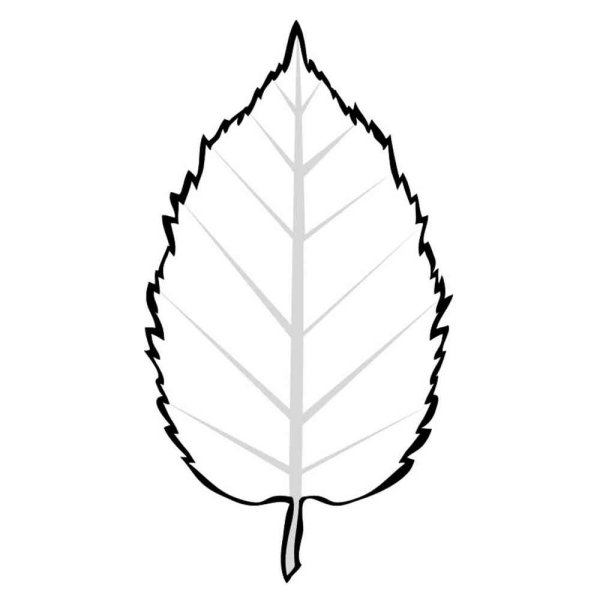 Отпечаток листа