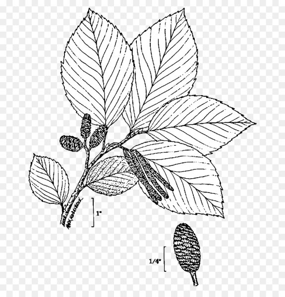 Ольха чёрная Alnus glutinosa формула цветка