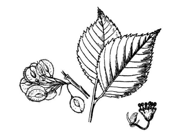 Вяз гладкий рисунок плода