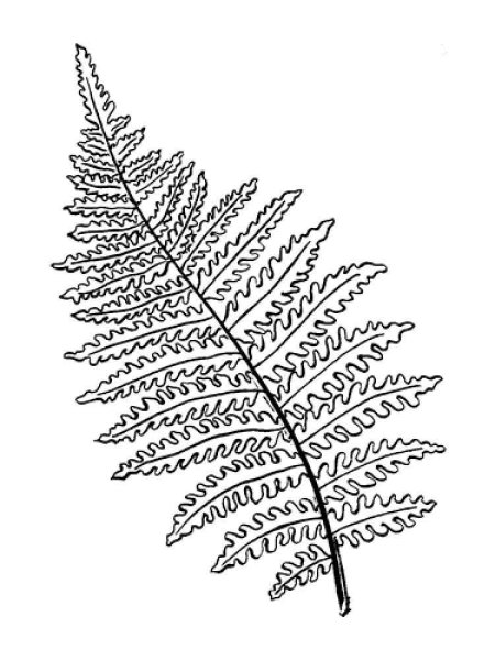 Щитовник контур