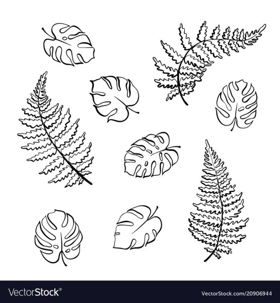 Лист папоротника контур