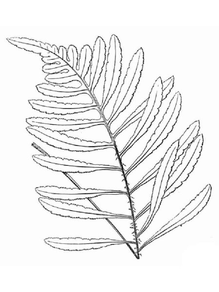 Папоротник Щитовник раскраска
