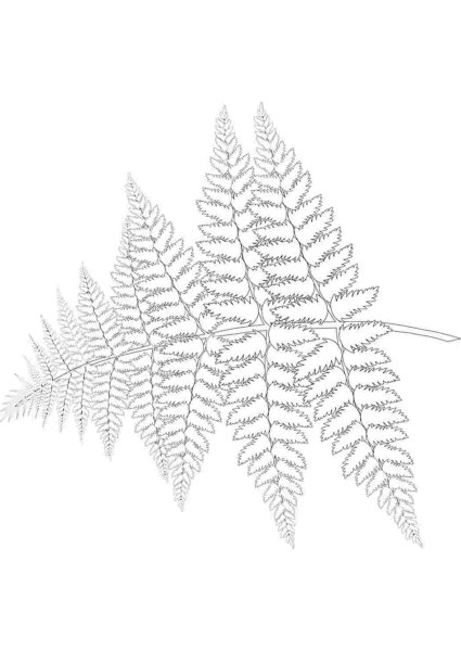 Папоротник раскраска