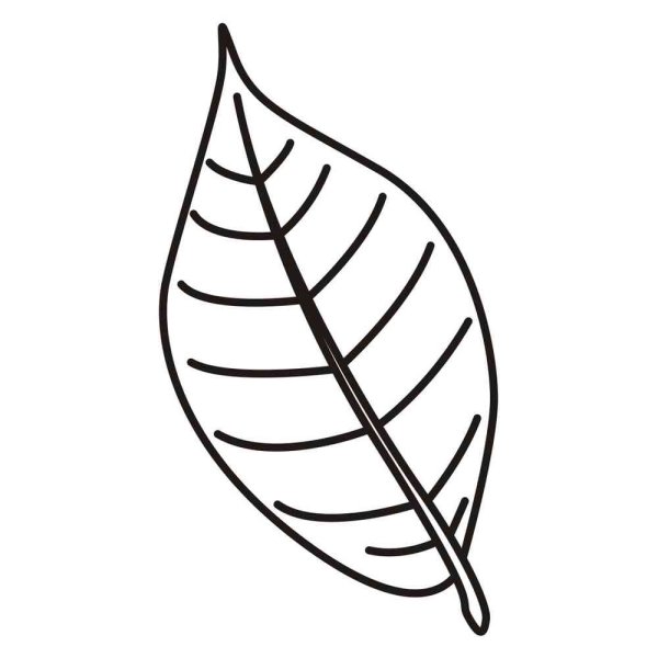 Лист цветка раскраска