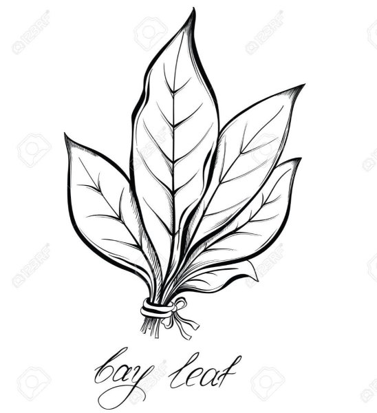 Лавровый лист раскраска