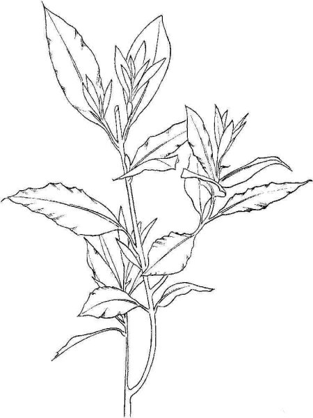 Силуэты растения для раскрашивания