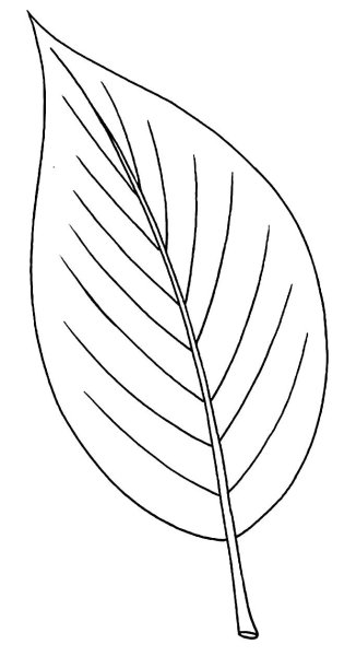Листья цвктовраскраска