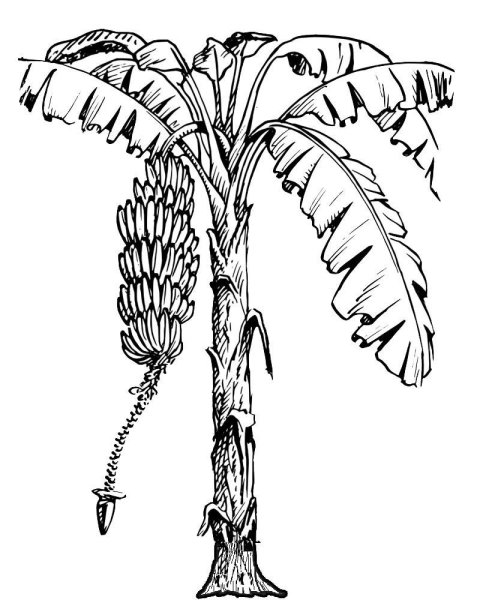 Листья бананового дерева