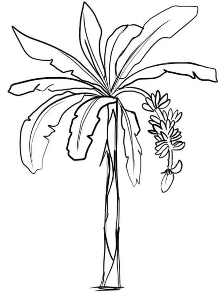 Раскраска Пальма с бананами