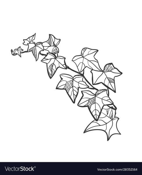 Плющ контур