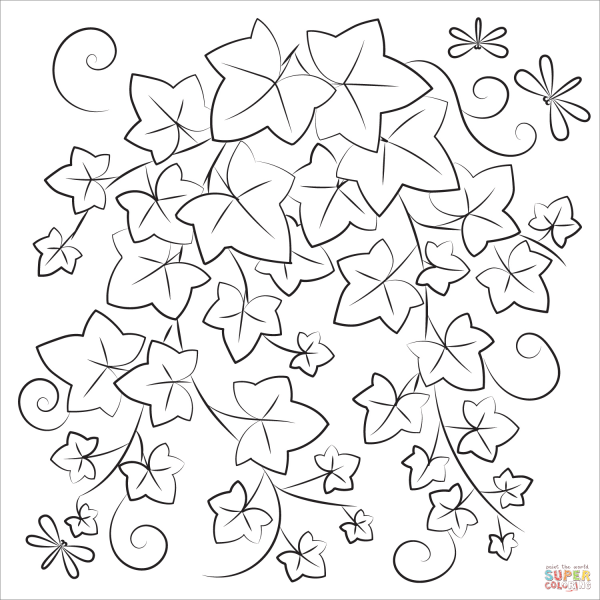 Плющ раскраска