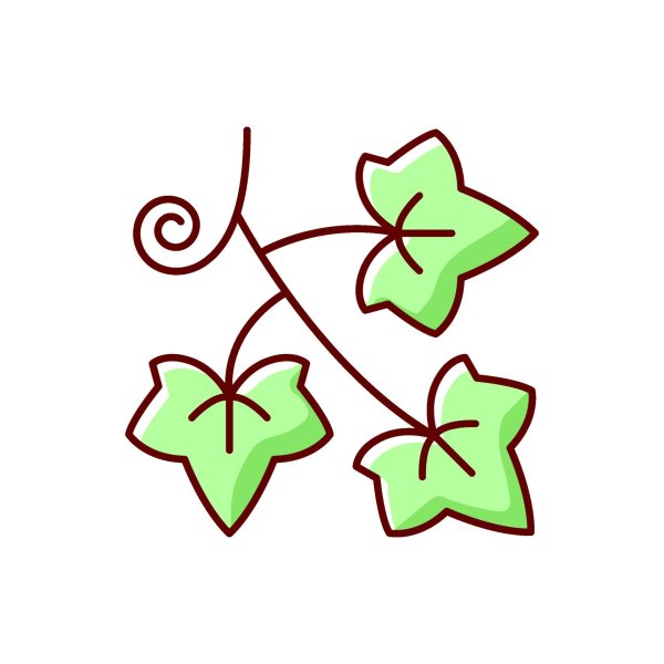 Плющ символ