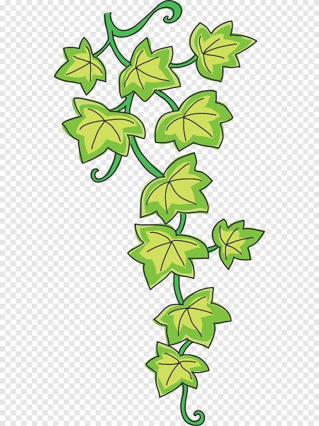 Плющ обыкновенный ветка