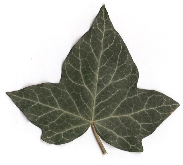 Листок лианы